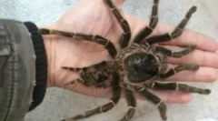 Najveći pauci rusije i svijeta